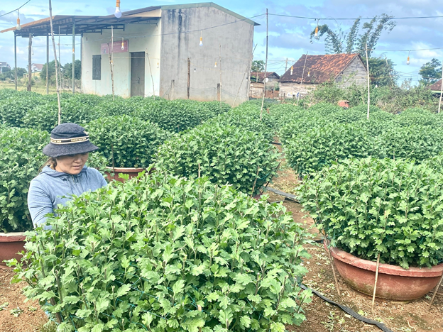 Nông dân xã Ea Wy tập trung chăm sóc vụ hoa Tết